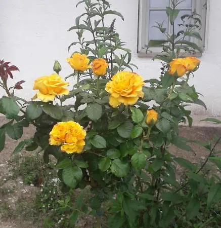 Plitzner Belvarosi Apartmanhaz